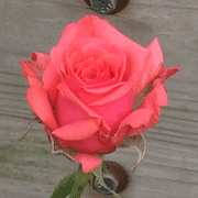 rose image