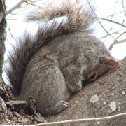 napping squirrel